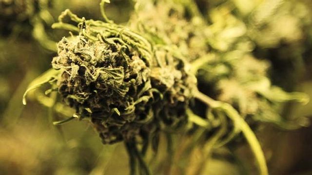 Moderata ungdomsförbundet öppnar för att legalisera cannabis. Arkivbild. Foto: Ted S. Warren/AP/TT