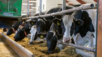 Mejeriet överskred sitt tillstånd från 2010 med drygt åtta procent, motsvarande cirka 15 000 ton mjölk. Foto: Anna Hållams /TT.