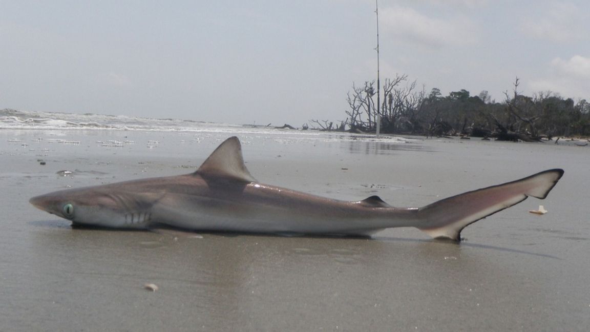 En skarpnoshaj på stranden i South Carolina, USA. Foto: toadlady1/Wikimedia Commons (CC BY 2.0)
