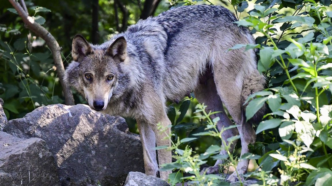 Vargen i Malmköping är närgående och orädd. Arkivbild. Foto: Jonas Ekströmer/TT