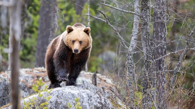 Jaktlagen är för slapp – även när den följs. Foto: Mikael Fritzon/TT