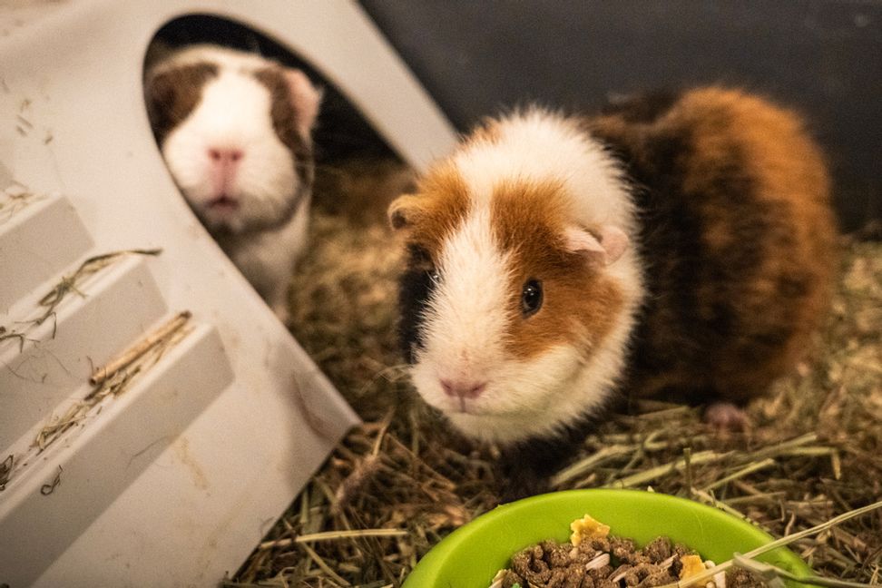 Dags att bli mat? Arkivbild. Ole Berg-Rusten/NTB/TT