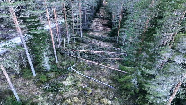 Träd fällda över el-ledningar efter stormen Johannes framfart. Foto: Ellevio/TT