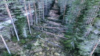 Träd fällda över el-ledningar efter stormen Johannes framfart. Foto: Ellevio/TT