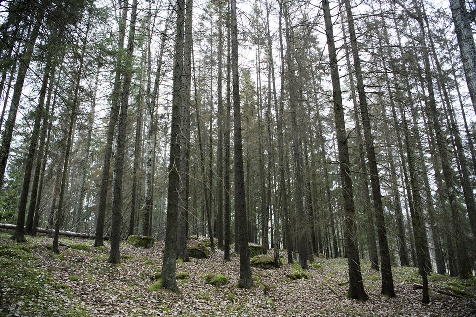 Granbarkborren satte ett nytt dystert rekord.
Foto: Jessica Gow/TT.