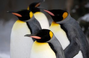 De obebodda Heard- och McDonaldöarna, som tillhör Australiens territorium och främst är hem för pingviner, får tullar på tio procent i USA:s tullkrig. Arkivbild. Foto: Todd Korol/The Canadian Press via AP/TT