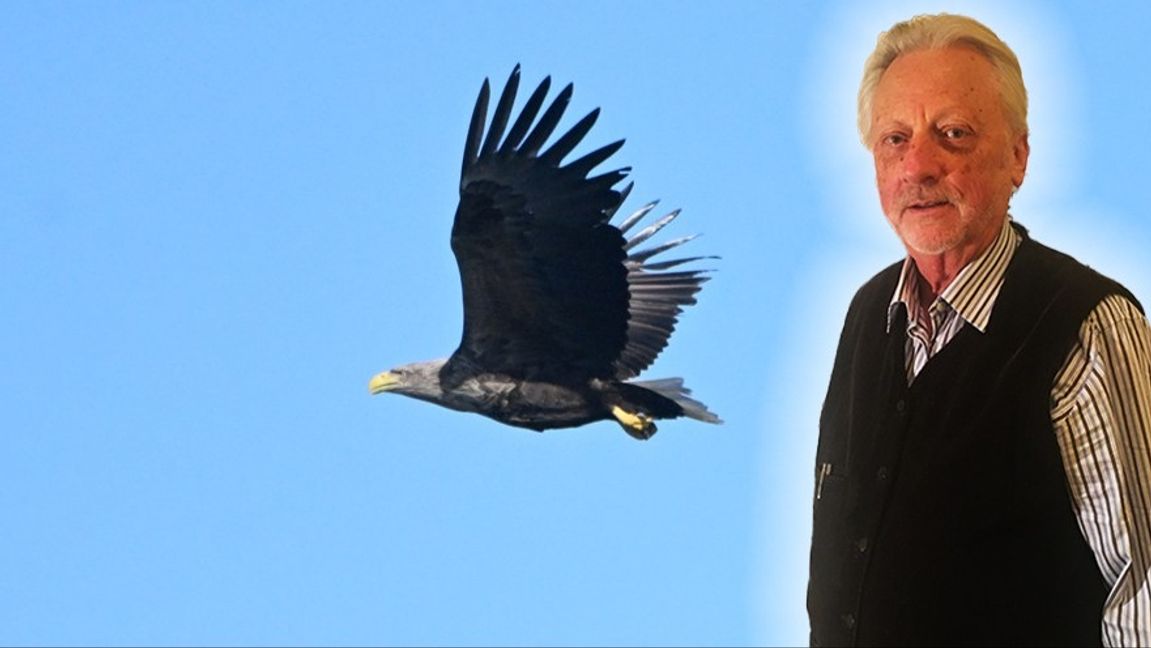 Ska miljöpartisterna lära havsörnen att flyga? Foto: Fredrik Sandberg/TT