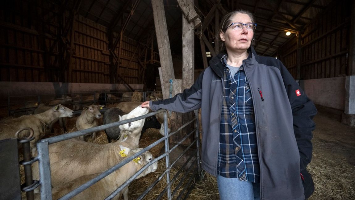 Utbredningen av varg i Skåne har kraftigt förändrat förutsättningarna för fårägare. Det finns en stor oro för djuren. Foto: Johan Nilsson/TT