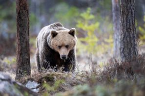 Björn fotograferad i Hälsingland. Arkivbild Mikael Fritzon/TT