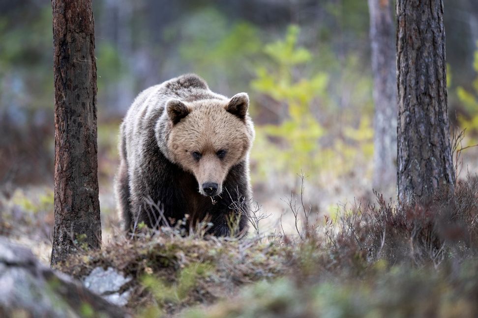 Björn fotograferad i Hälsingland. Arkivbild Mikael Fritzon/TT
