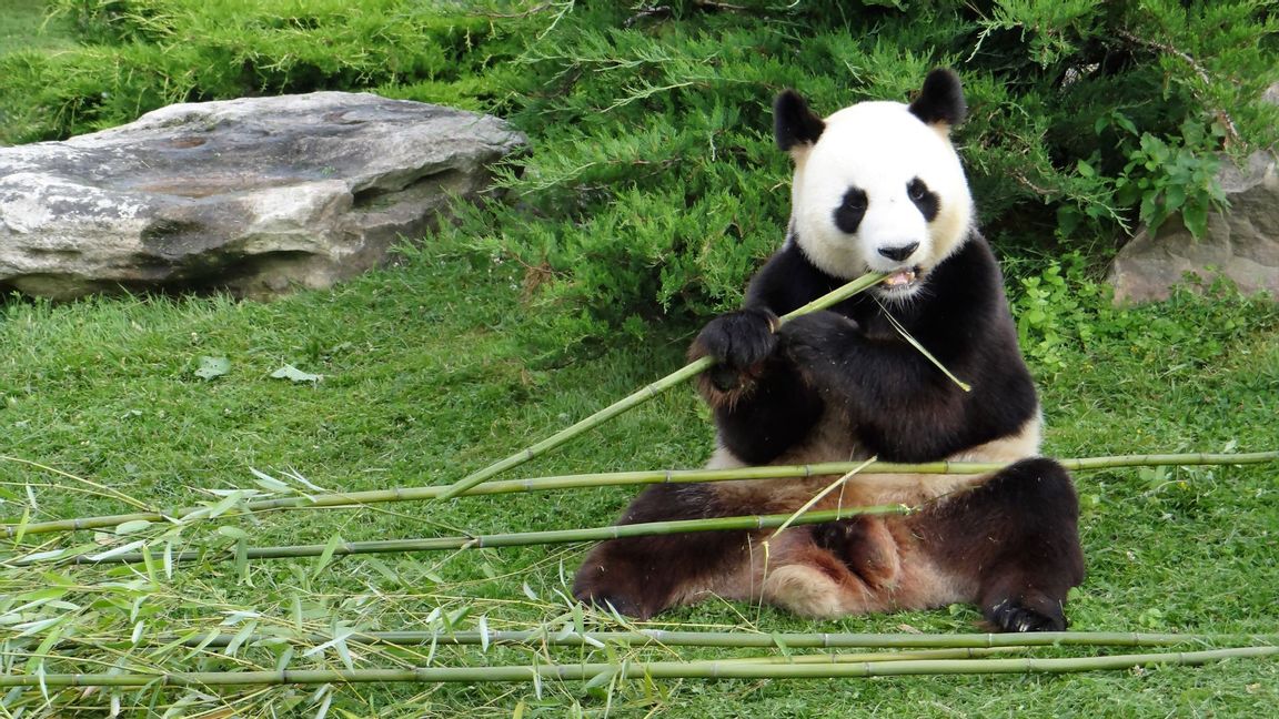 Pandorna lånas ut till USA i tio år. Foto: CC BY-SA 4.0/Wikimedia Commons