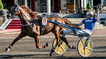 Björn Goop bakom Moni Viking på Åby 2020. Arkivbild. Foto: Björn Larsson Rosvall/TT