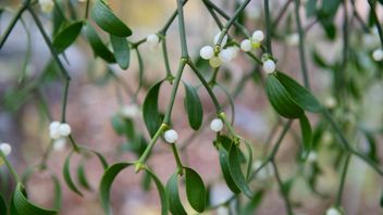 Misteln snyltar från värdträdet, när den kan.
Foto: Jessica Gow/TT.