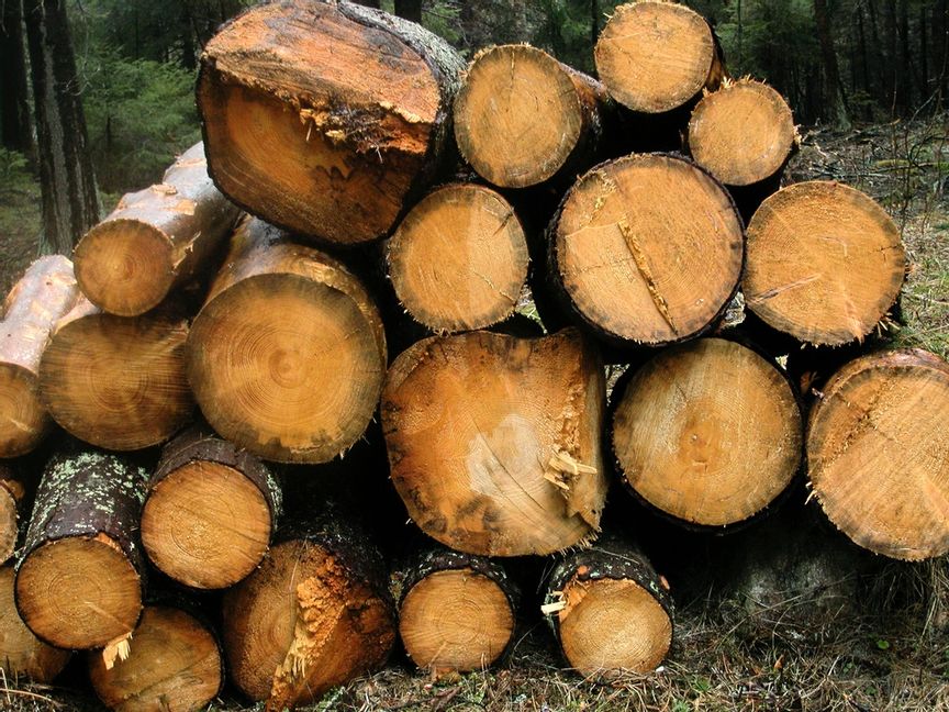 Nestlé fasar ut inköp av svensk träråvara. Arkivbild. Foto: Hasse Holmberg/TT