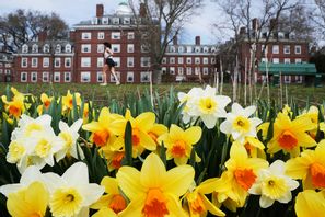 Campusområdet vid Harvard. Arkivbild.  Charles Krupa/AP/TT