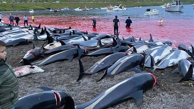 Över 1 400 delfiner dödades under söndagen på Färöarna. Foto: Sea Shepherd
