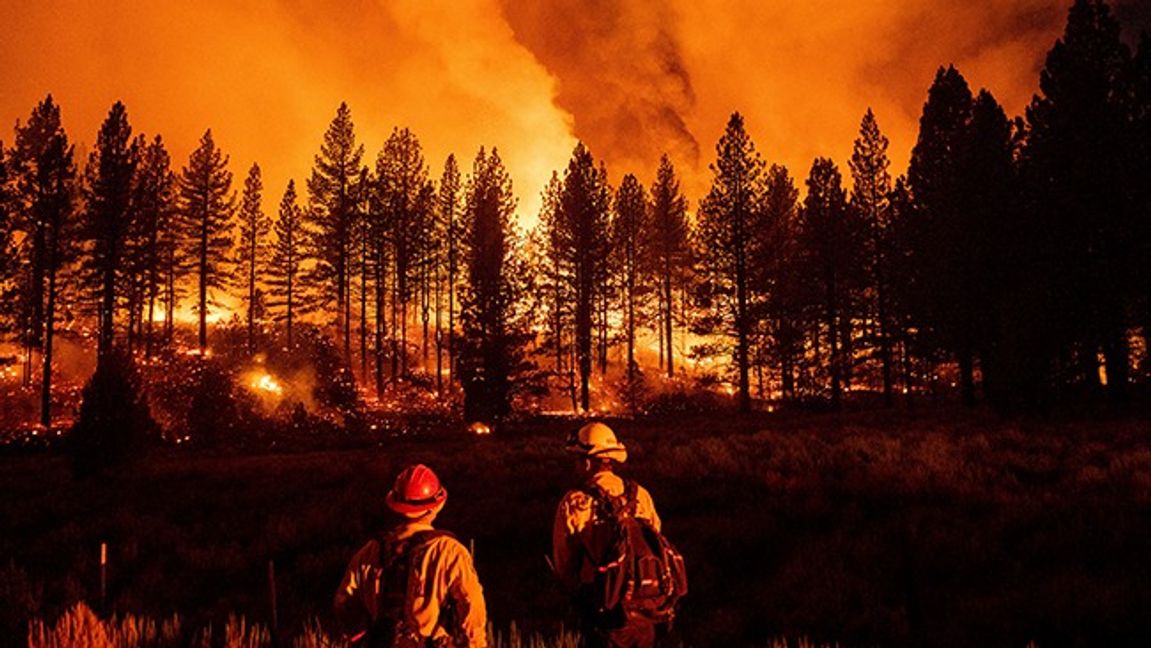 Höga lågor vid Frenchman Lake i Plumas Nationalskog, Kalifornien. Foto: Noah Berger/AP/TT