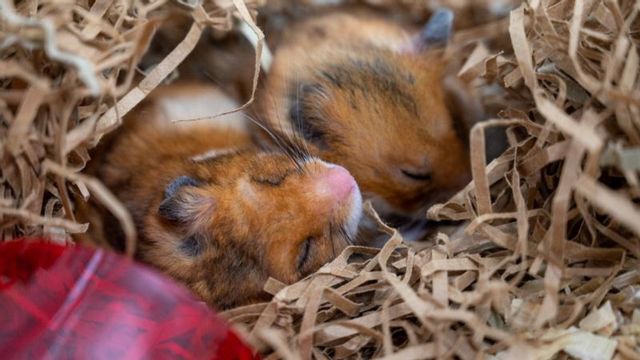När hamstern är i dvala andas den bara en gång i minuten eller ännu mer sällan. Foto: FREDRIK MARKUSSEN/UIT NORGES ARKTISKE UNIVERSITET/HANDOUT