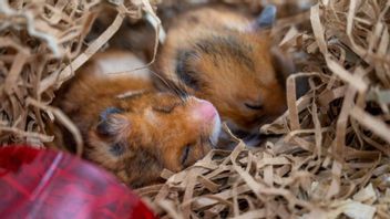 När hamstern är i dvala andas den bara en gång i minuten eller ännu mer sällan. Foto: FREDRIK MARKUSSEN/UIT NORGES ARKTISKE UNIVERSITET/HANDOUT