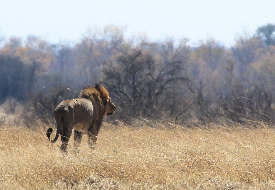 Ett lejon runt 70 mil sydväst om Zimbabwes huvudstad Harare. Arkivbild. Tsvangirayi Mukwazhi/AP/TT
