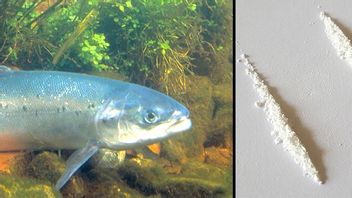 Foto: The Drug Users Bible, CC BY 2.0 & Hartley, William W., Public domain, via Wikimedia Commons