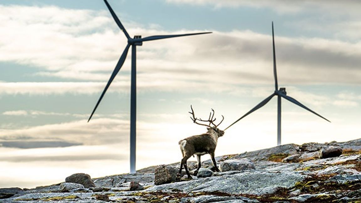 Betande ren vid Norges största vindkraftspark Storheia. Bild: Heiko Junge / NTB