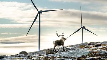 Betande ren vid Norges största vindkraftspark Storheia. Bild: Heiko Junge / NTB