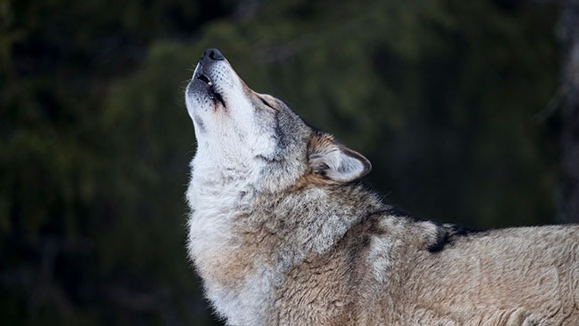 Genrebild. Bild: Heiko Junge / NTB scanpix / TT