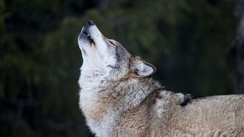 Genrebild. Bild: Heiko Junge / NTB scanpix / TT