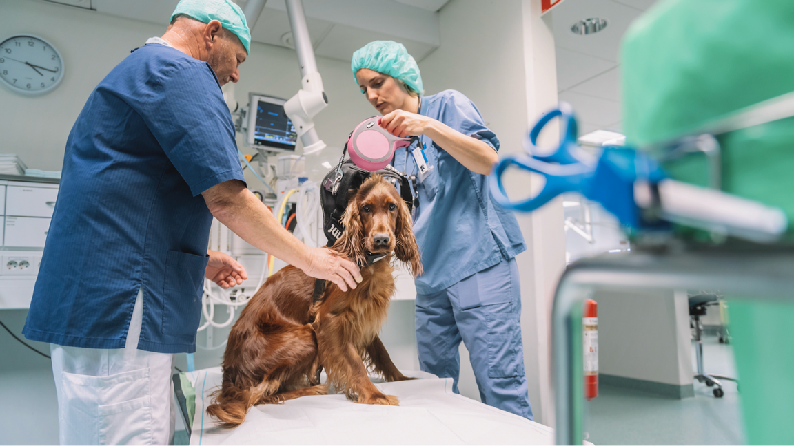 Genrebild. Debatten om husdjurs-VAB sätter fokus på var gränsen går för samhällets ansvar. Foto: Stina Stjernkvist/TT 