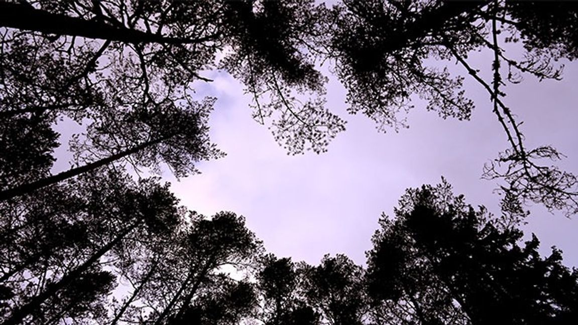 Värmländsk tallskog. Bild: Janerik Henriksson/TT 