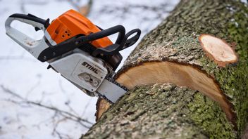 Skogsbruket har problem med ockerhyror. Foto:Patrik Pleul/TT 