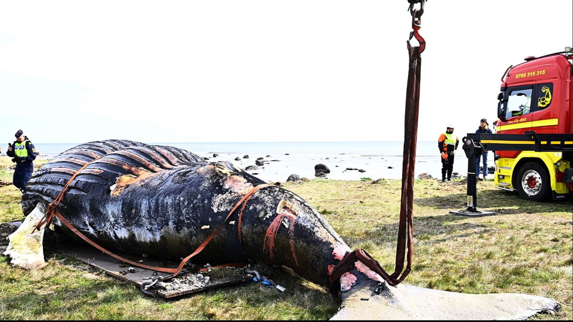 Död knölval på Öland. Foto: Suvad Mrkonjic/TT