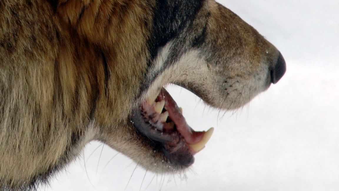 De nya rönen tyder på att jättevargen har sitt ursprung på de amerikanska kontinenterna. 
Foto: Hasse Holmberg/TT.