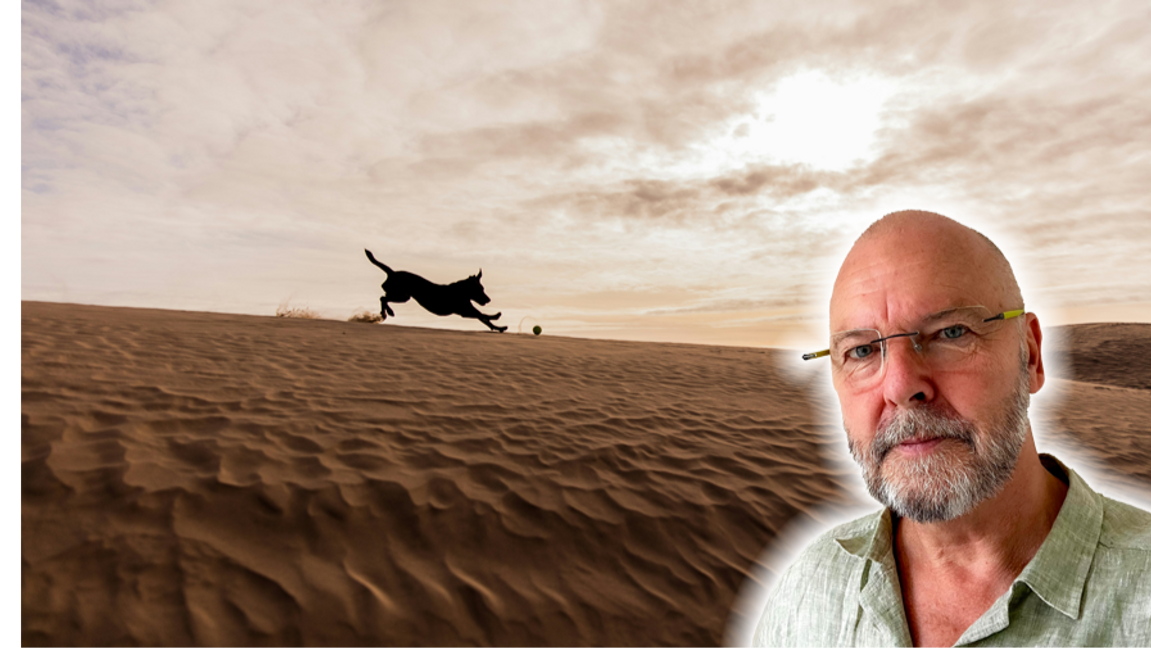 Hundar vs. katter? Islam har svaret. Foto: Patrick Hendry, Unsplash