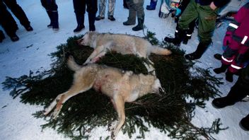 Någon vargjakt förekom aldrig i Hedinfallet. Foto: Lars Pehrson / SvD / TT