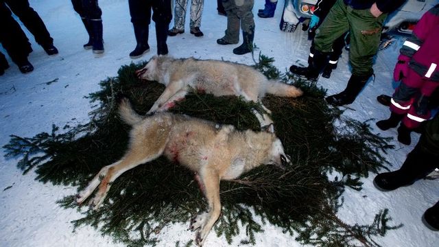 Någon vargjakt förekom aldrig i Hedinfallet. Foto: Lars Pehrson / SvD / TT