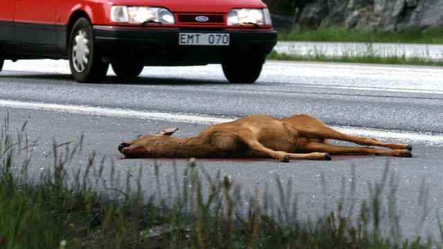 Det är mest rådjur som leder till viltolyckor.  Foto: 	Björn Larsson Ask/TT