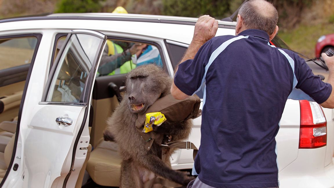 Foto: Schalk van Zuydam / AP / TT.