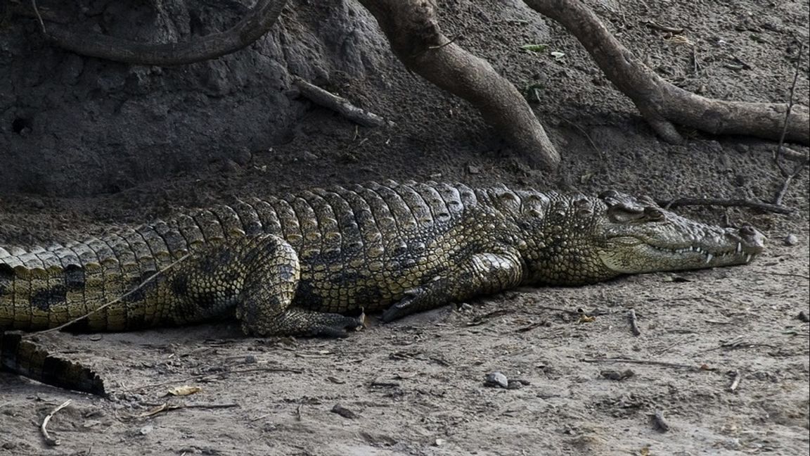Krokodilstöld i Sydafrika 