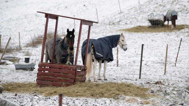 Länsstyrelserna är hårda mot de mjuka och mjuka mot de hårda. Foto: Fredrik Sandberg/TT