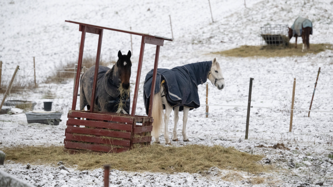 Länsstyrelserna är hårda mot de mjuka och mjuka mot de hårda. Foto: Fredrik Sandberg/TT