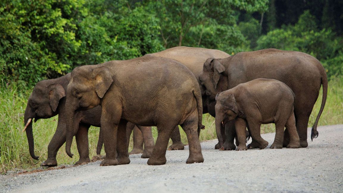 De minsta ännu levande elefanterna (på bilden) finns på Borneo som likt Sicilien är en ö. De är dock betydligt större än de sicilianska dvärgelefanterna som omtalas i artikeln. Foto: Vincent Thian/AP/TT