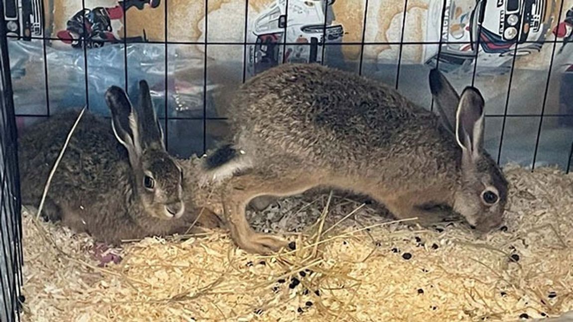 Tog hand om harungar – döms för jaktbrott