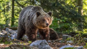 Årets licensjakt på björn inleds den 21 augusti. Foto: Charles J. Sharp (CC BY-SA 4.0)