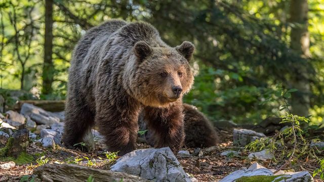 Årets licensjakt på björn inleds den 21 augusti. Foto: Charles J. Sharp (CC BY-SA 4.0)