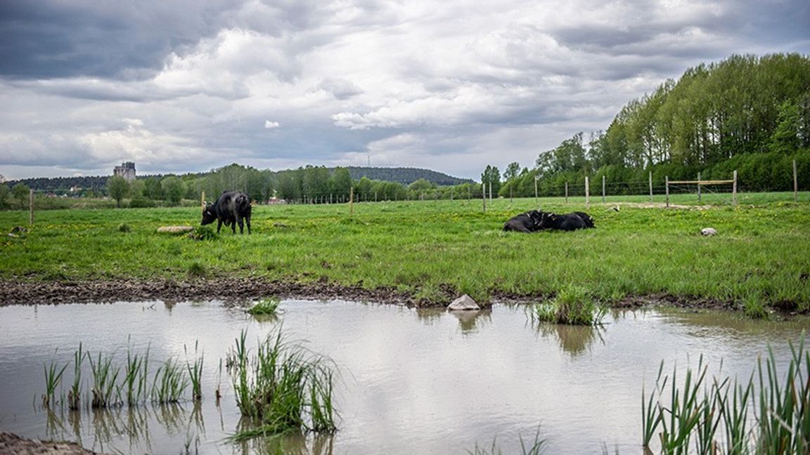 Stadssjöns naturreservat. Foto: Niklas Hagman/TT