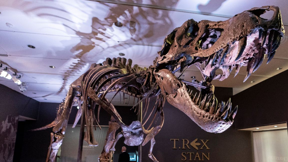 En Tyrannosaurus rex-hane som antas ha levt strax innan dinosaurierna utrotades för 66 miljoner år sedan. Detta exemplar hittades i South Dakota, USA, 1987 och såldes förra året på auktion för drygt 280 miljoner kronor. Foto: Mary Altaffer/AP/TT.