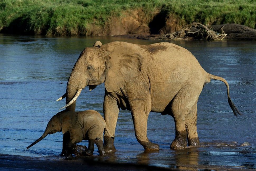 Arkivbild på en annan elefanthona med kalv i Kenya. Foto: Karel Prinsloo/AP/TT