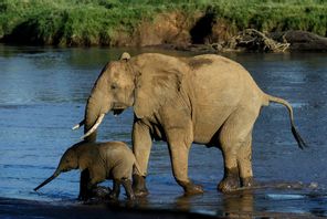 Arkivbild på en annan elefanthona med kalv i Kenya. Foto: Karel Prinsloo/AP/TT